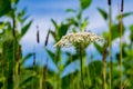 Queen AnneÃ¢â¬â¢s Lace Ã¢â¬â Daucus carota - 2 Royalty Free Stock Photo